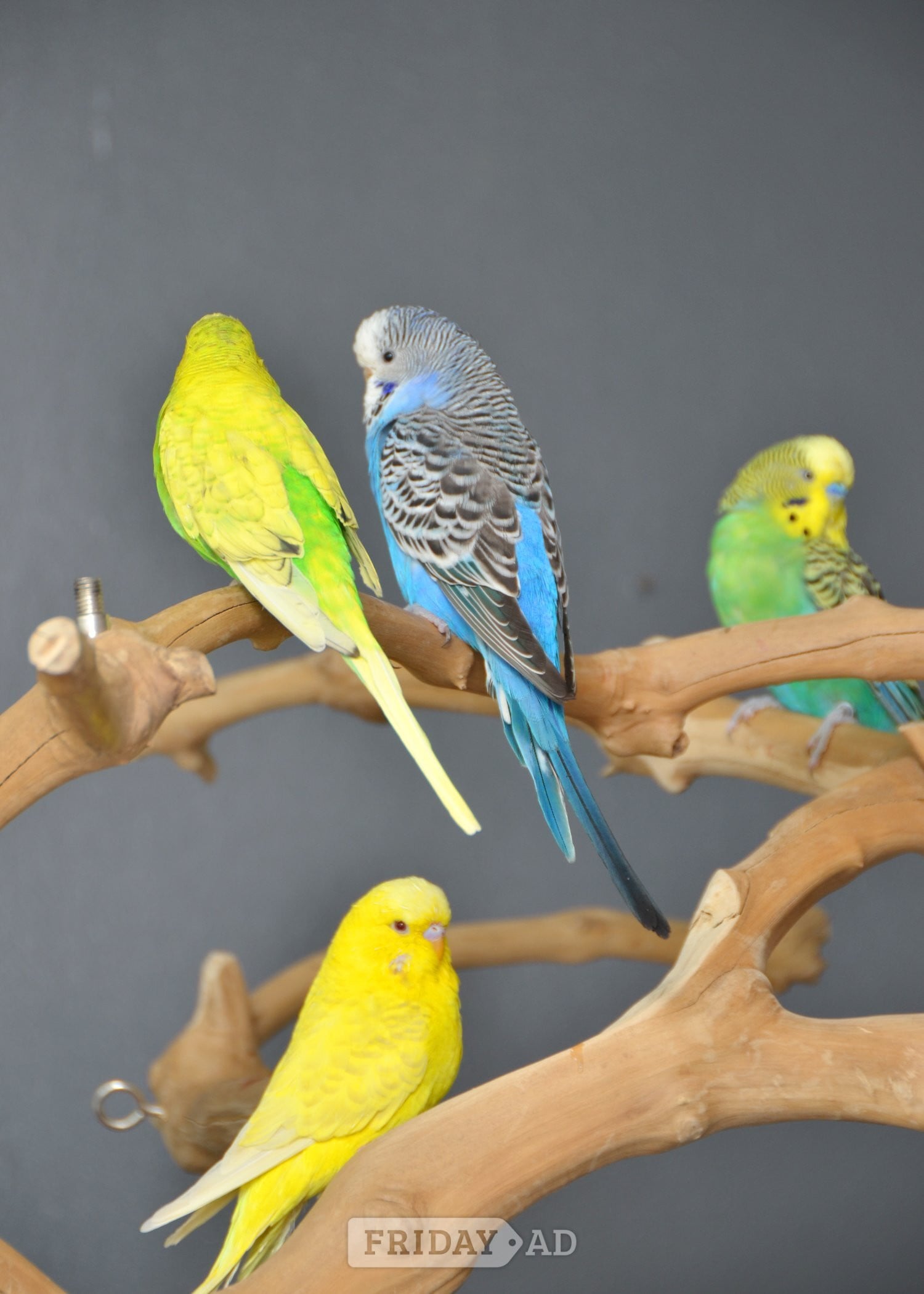 Talking Parrots and birds Available - Birds