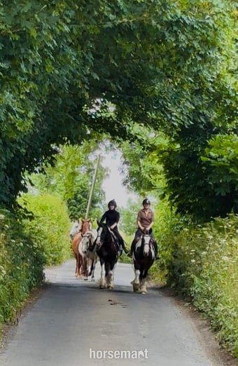 "Banjo: beginner-safe, mellow, ‘kick ride’" Tobiano Gelding Happy Hacker