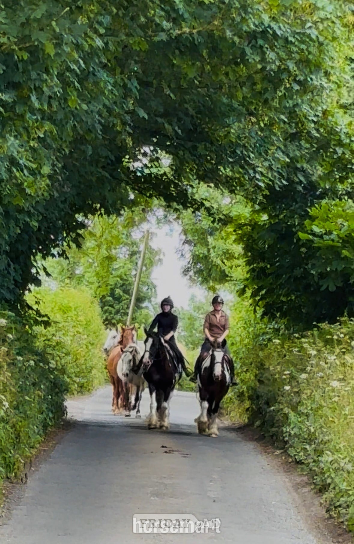 "Banjo: beginner-safe, mellow, ‘kick ride’" Tobiano Gelding Happy Hacker in Raheen