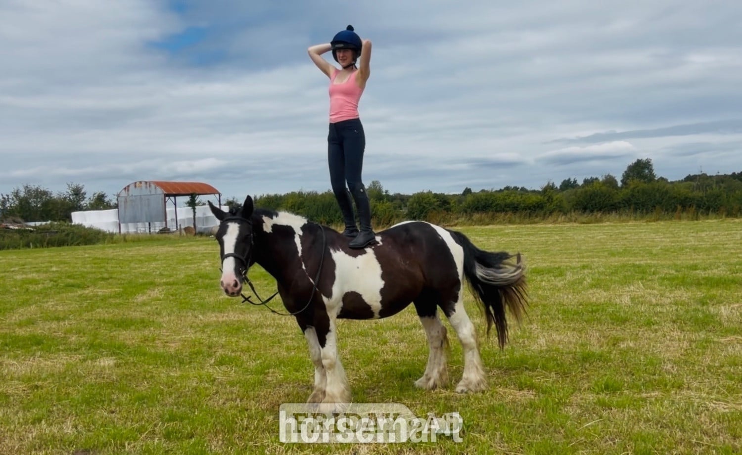 "Banjo: beginner-safe, mellow, ‘kick ride’" Tobiano Gelding Happy Hacker