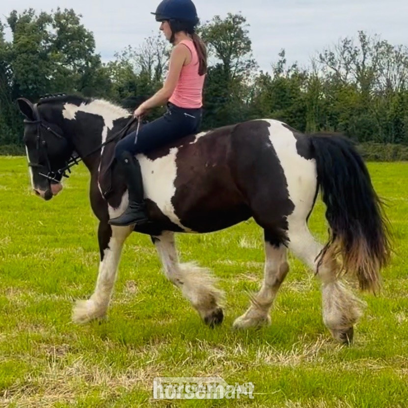 Raheen "Banjo: beginner-safe, mellow, ‘kick ride’" Tobiano Gelding Happy Hacker