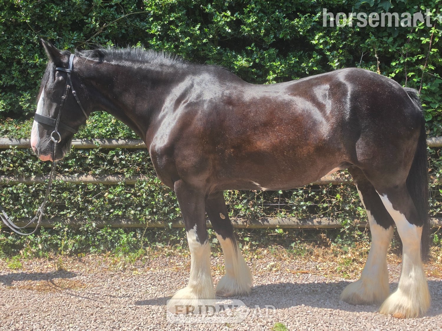 "COWERSLANE Melodie" Black Mare Cob/Heavy Horse in Ross-On-Wye