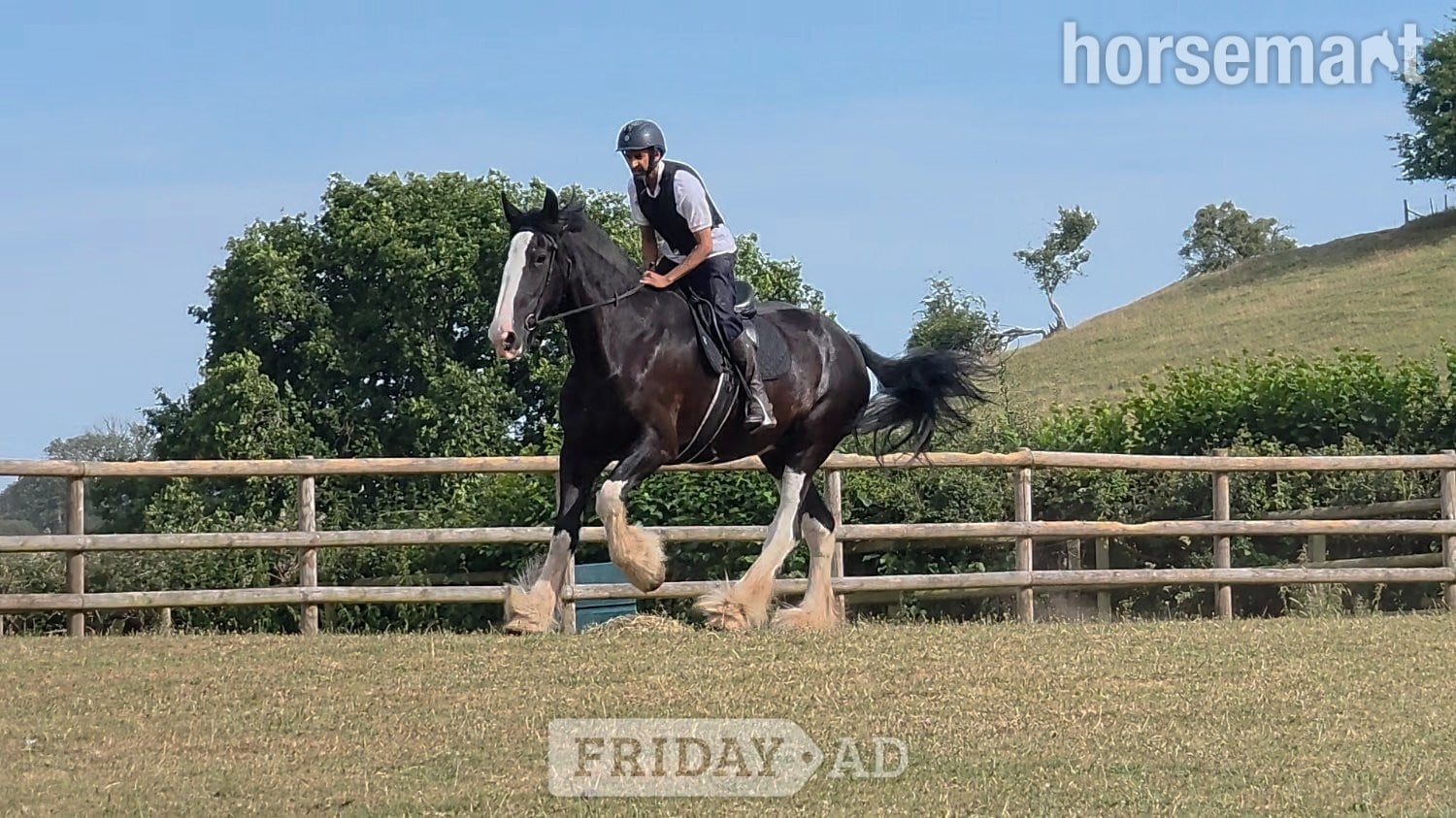 "COWERSLANE Melodie" Black Mare Cob/Heavy Horse