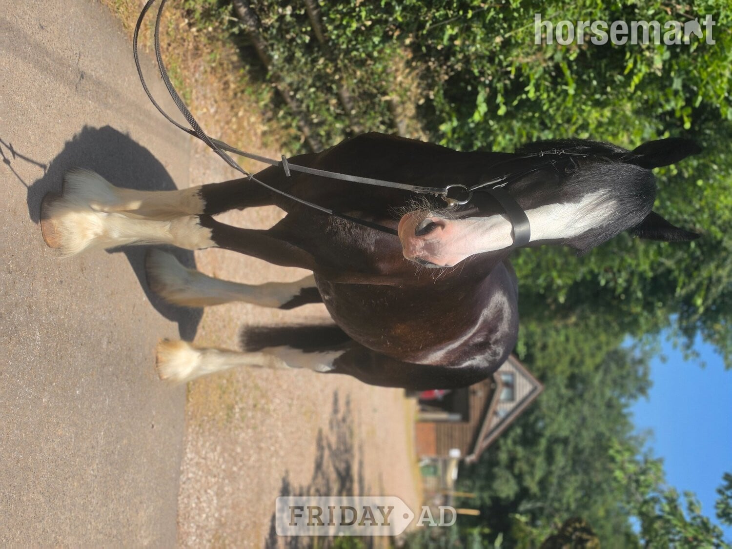 "COWERSLANE Melodie" Black Mare Cob/Heavy Horse - Horses in Ross-On-Wye