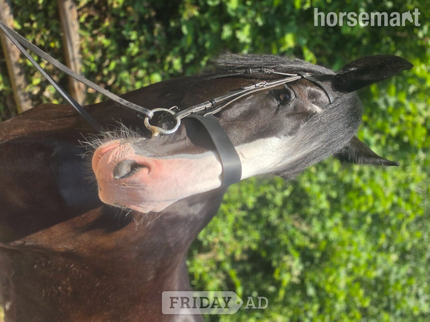 "COWERSLANE Melodie" Black Mare Cob/Heavy Horse - Horses