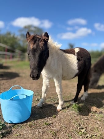 "Bromelands Sound of Silence" Tobiano Colt Miniature Horse