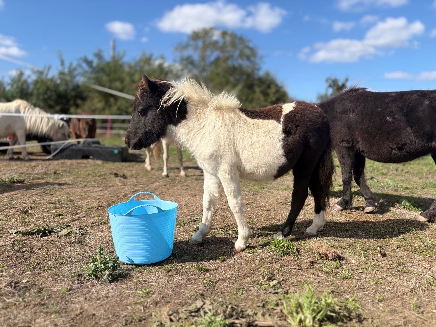 "Bromelands Sound of Silence" Tobiano Colt Miniature Horse