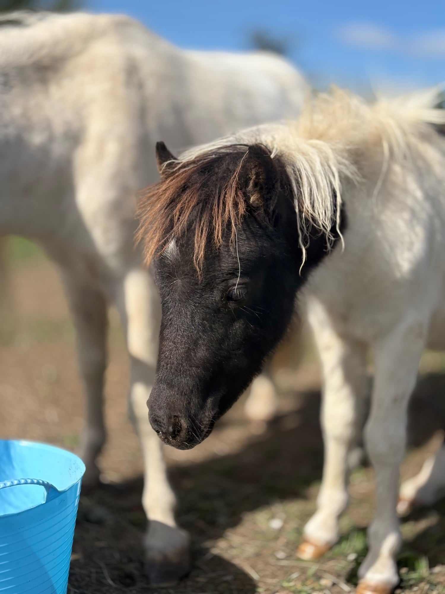 Eye "Bromelands Sound of Silence" Tobiano Colt Miniature Horse