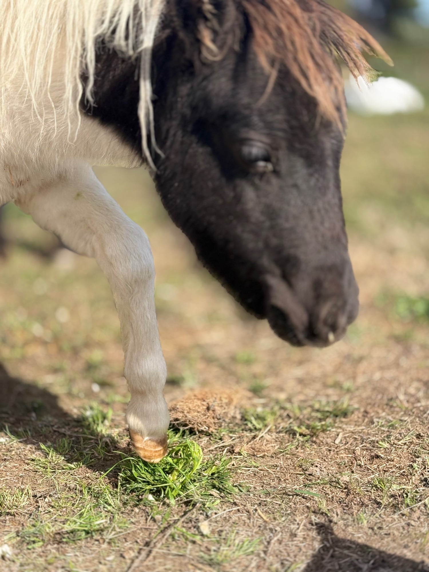 "Bromelands Sound of Silence" Tobiano Colt Miniature Horse - Horses in Eye