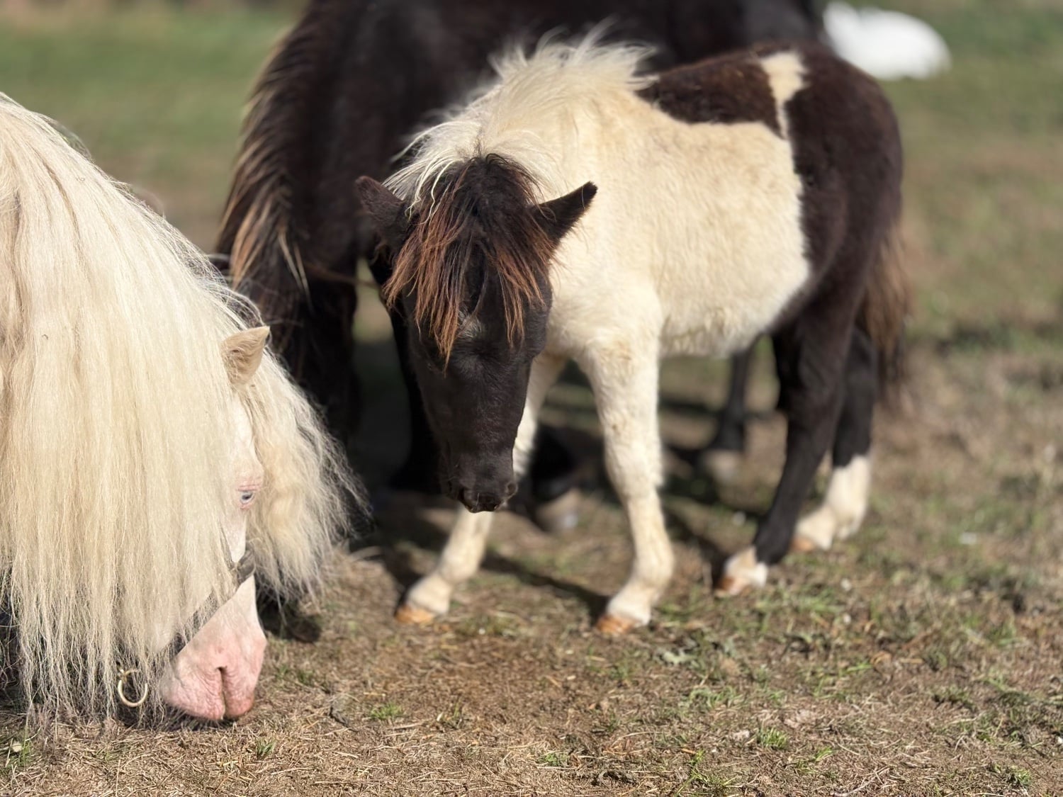 "Bromelands Sound of Silence" Tobiano Colt Miniature Horse - Horses