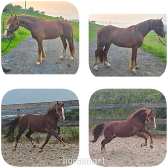 "Calypso" Chestnut Gelding Youngstock / Foal