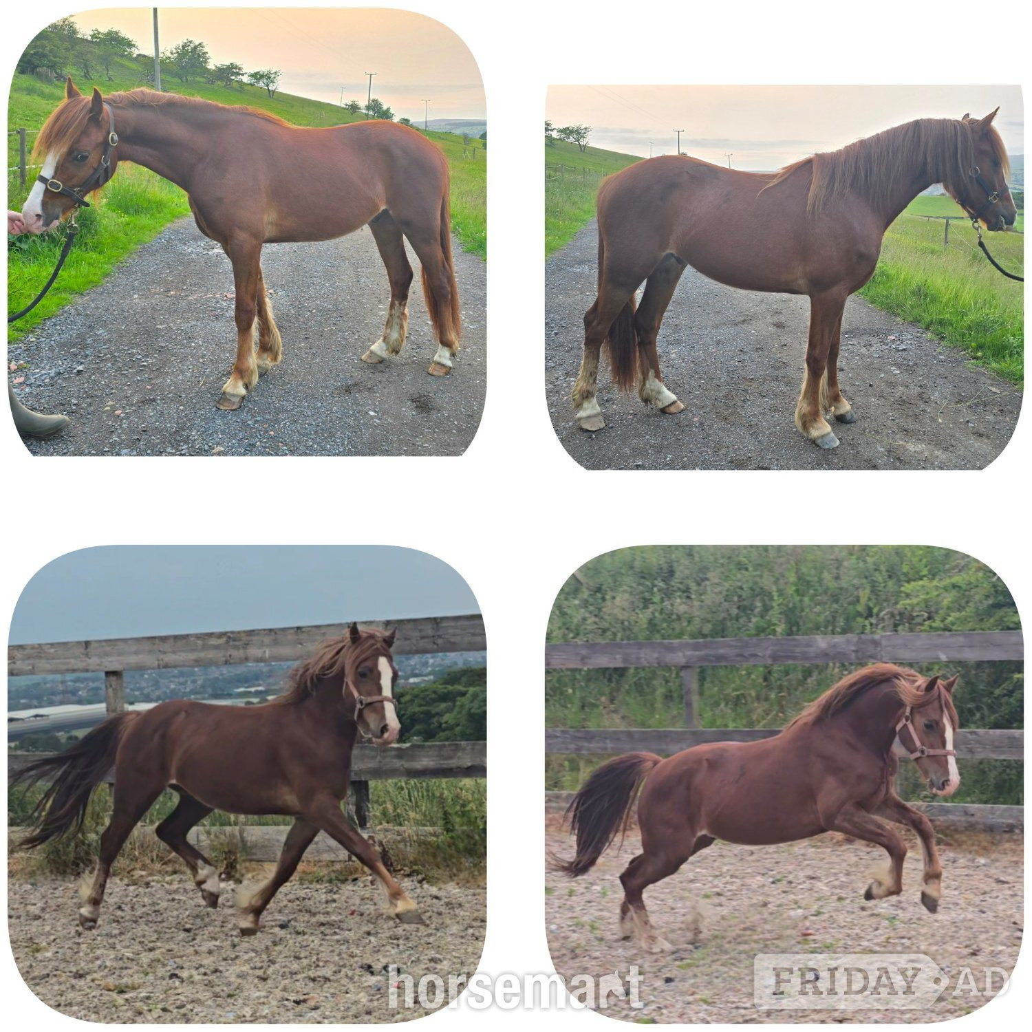 "Calypso" Chestnut Gelding Youngstock / Foal in Burnley