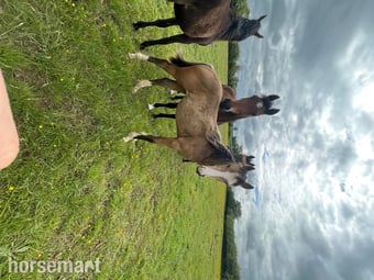 "Billy" Buckskin Gelding Youngstock / Foal