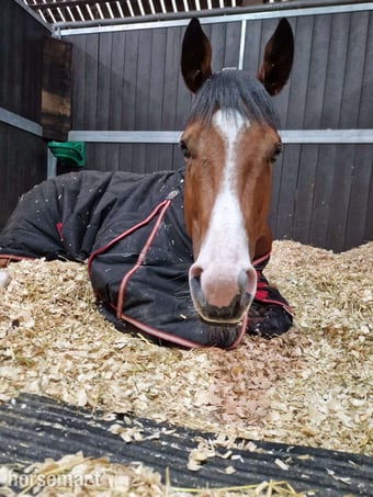 "Suspicion " Bay Gelding Ex Racehorse