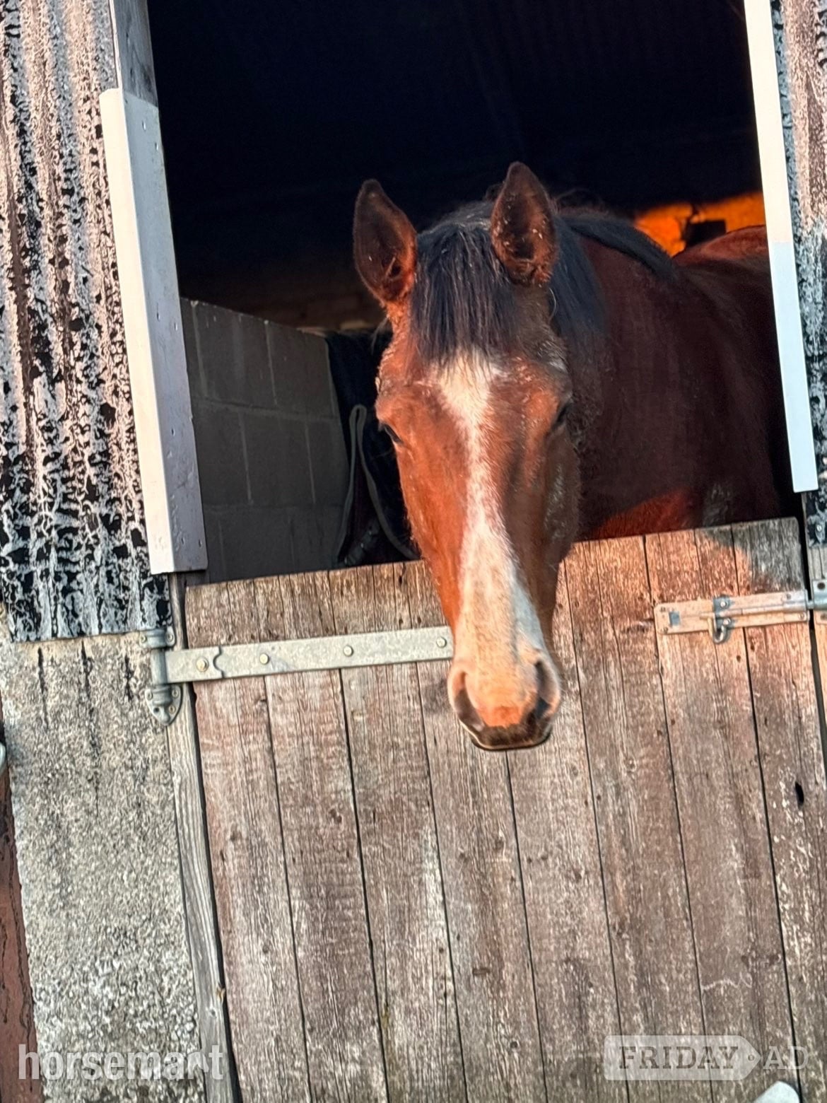 "Suspicion " Bay Gelding Ex Racehorse