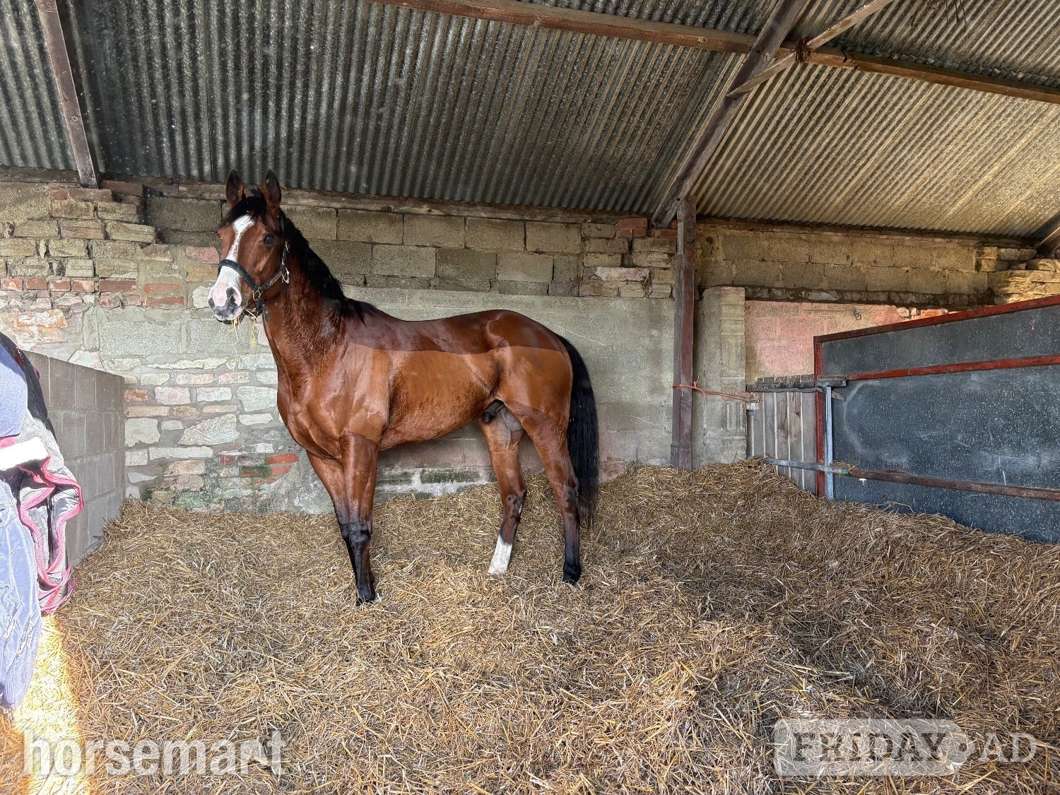 Calne "Suspicion " Bay Gelding Ex Racehorse