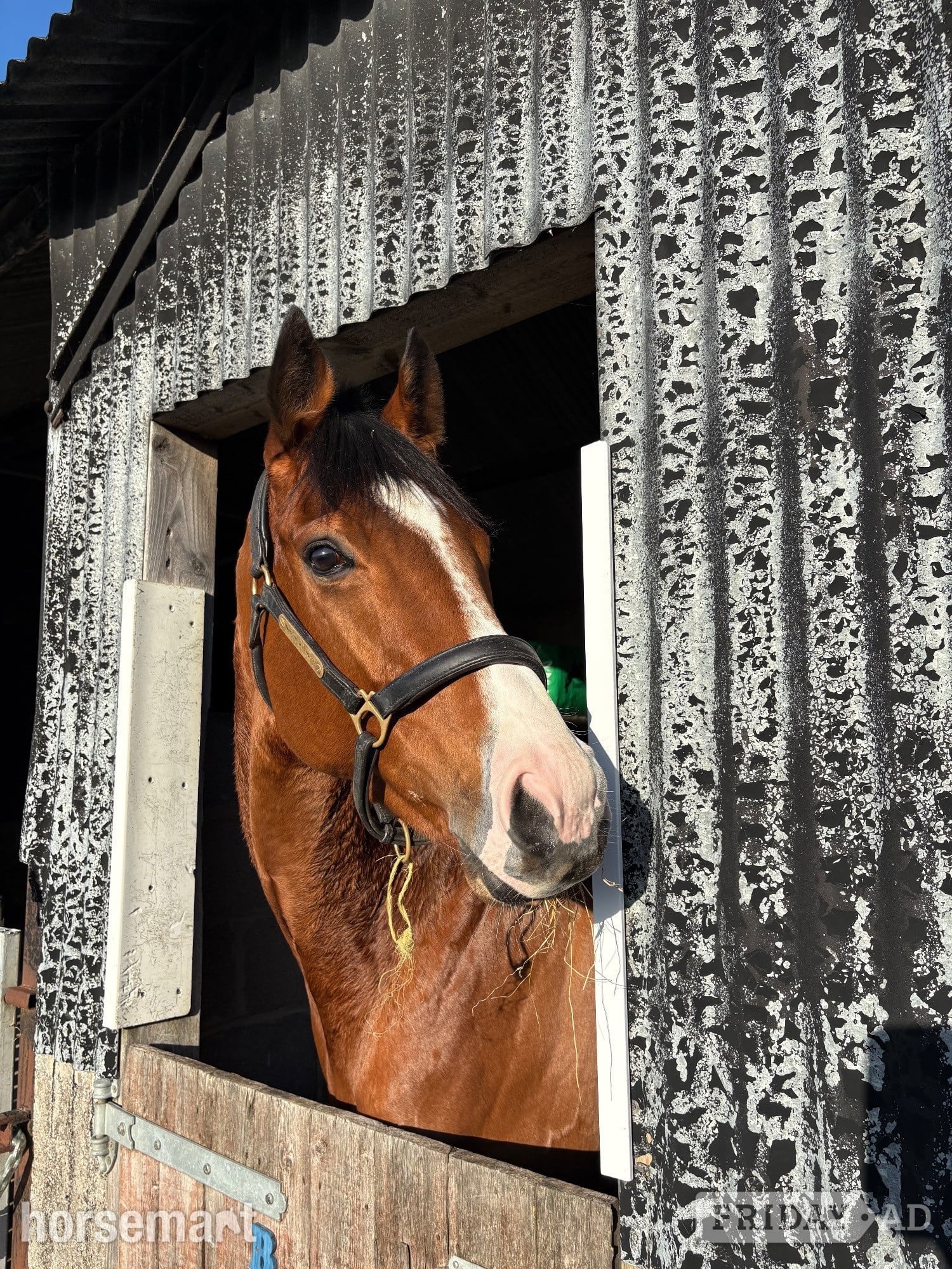 "Suspicion " Bay Gelding Ex Racehorse - Horses