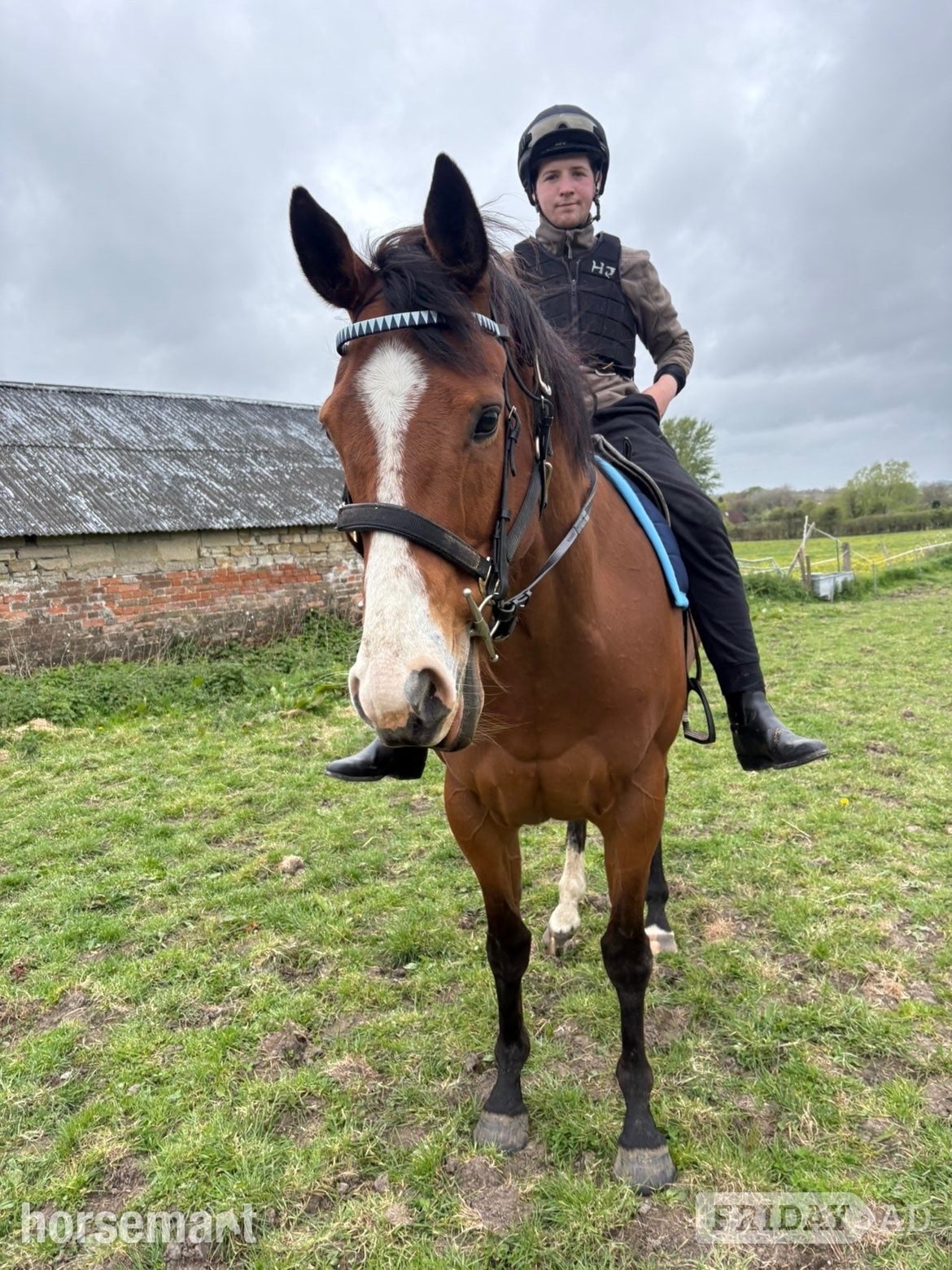 "Suspicion " Bay Gelding Ex Racehorse - Horses in Calne