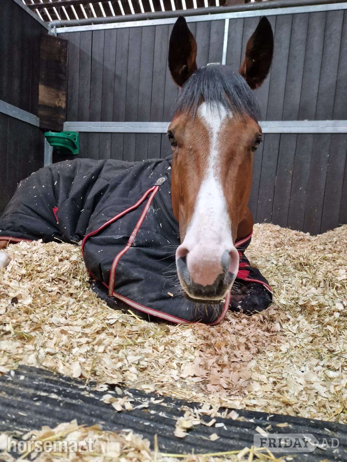 "Suspicion " Bay Gelding Ex Racehorse in Calne