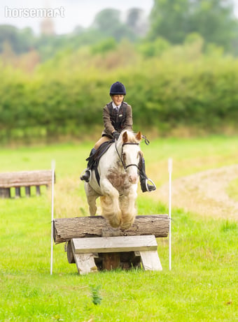 "Chalky  " Skewbald Gelding All Rounder