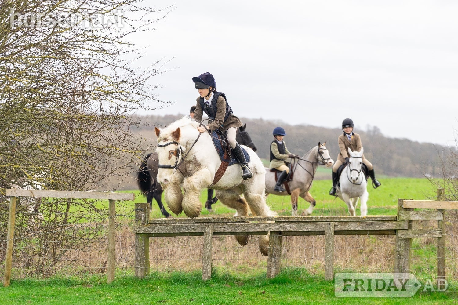"Chalky  " Skewbald Gelding All Rounder