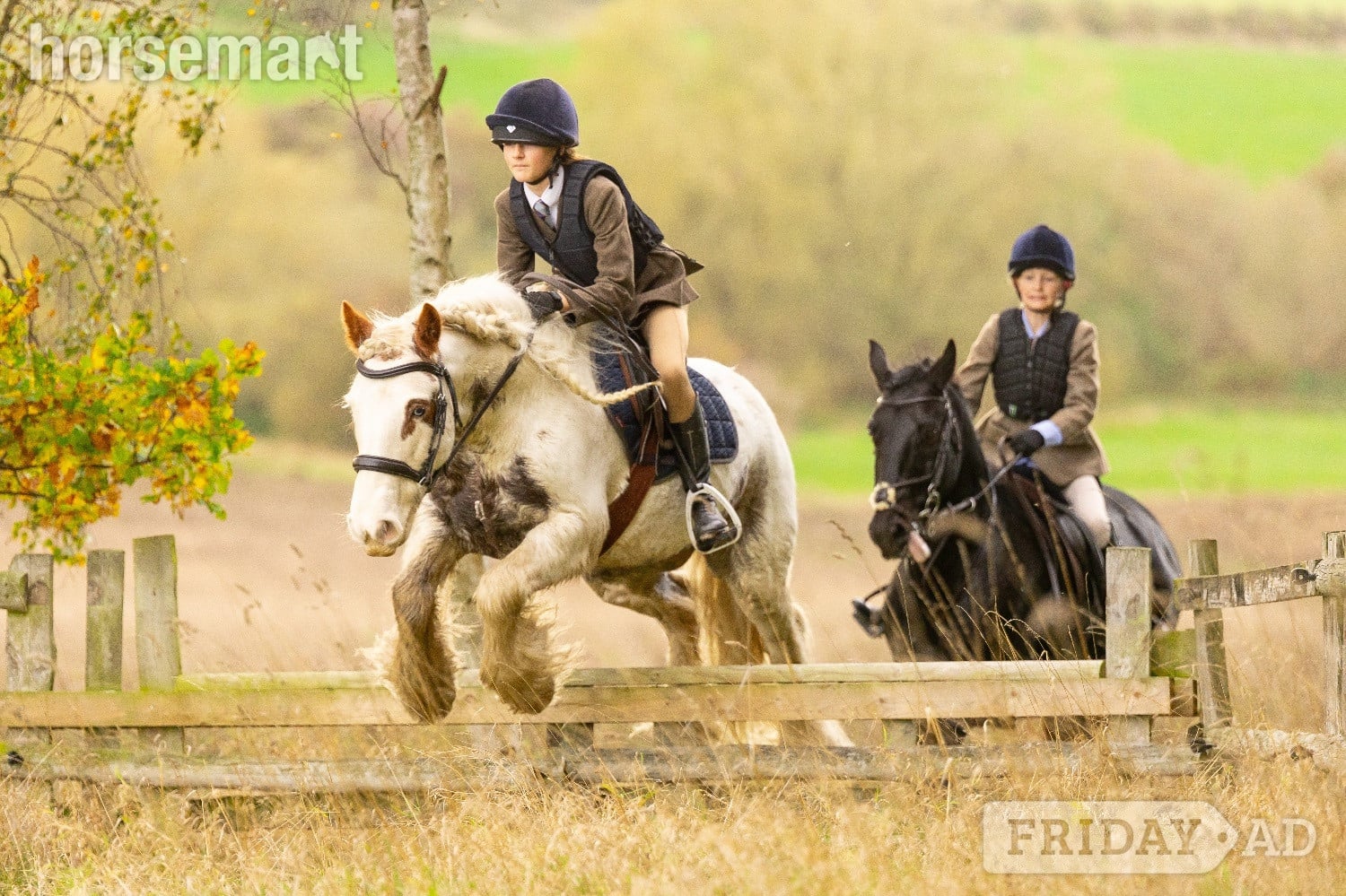 Otley "Chalky  " Skewbald Gelding All Rounder