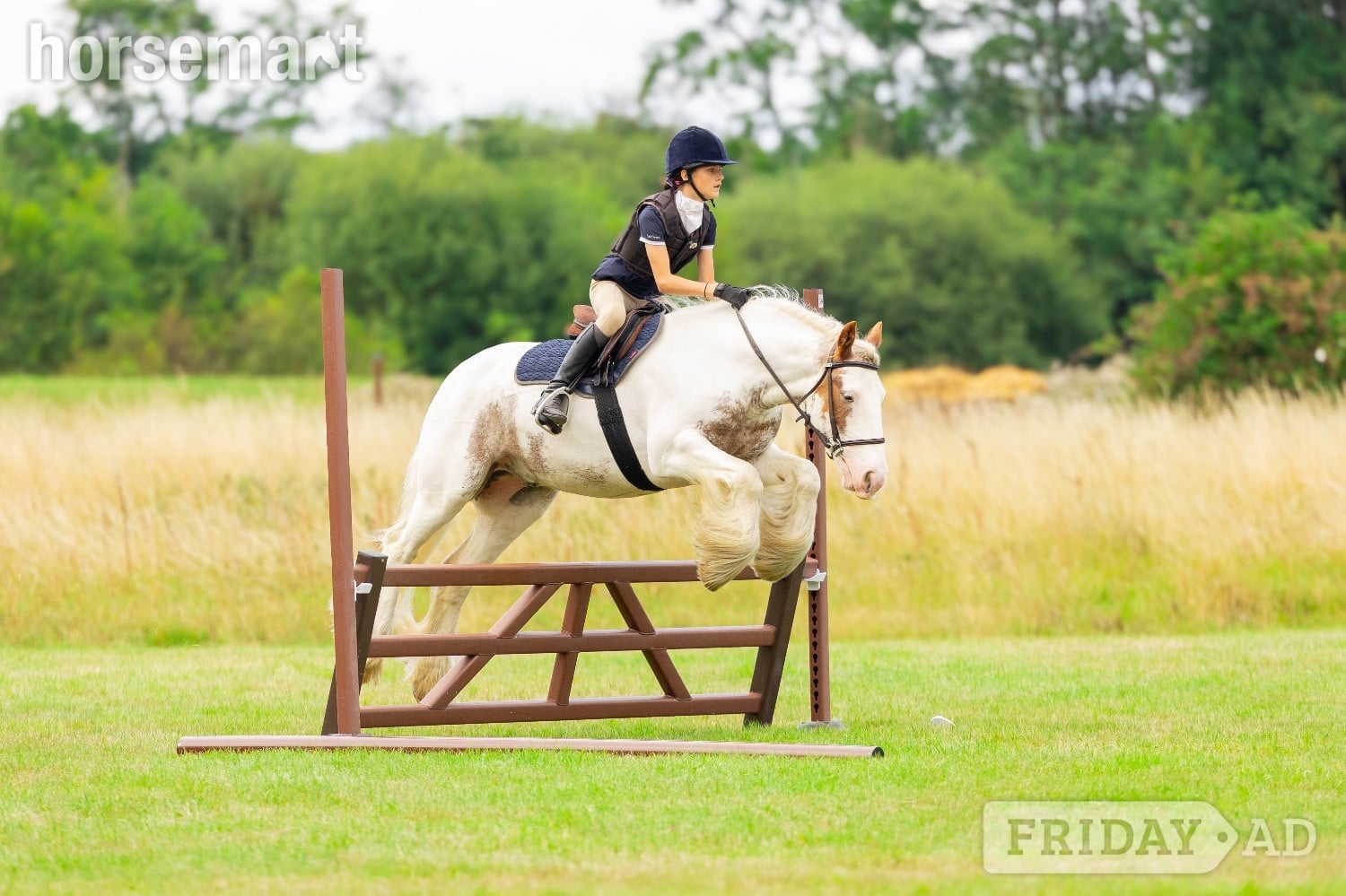 "Chalky  " Skewbald Gelding All Rounder -  in Otley