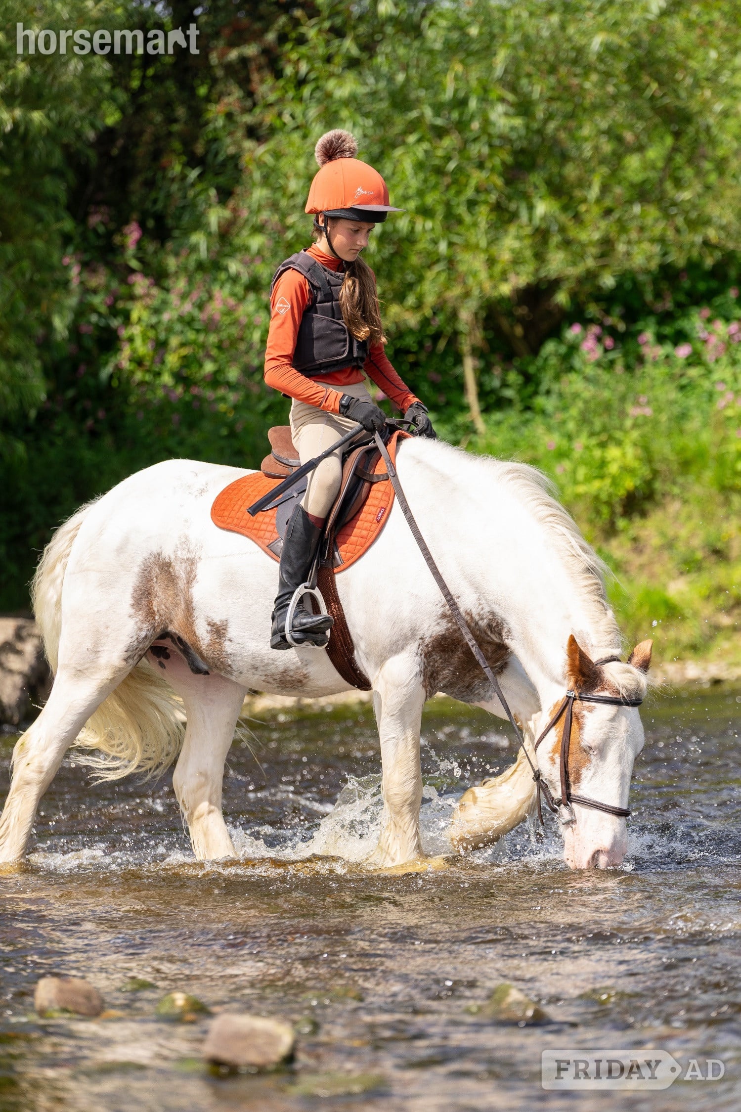 "Chalky  " Skewbald Gelding All Rounder - 