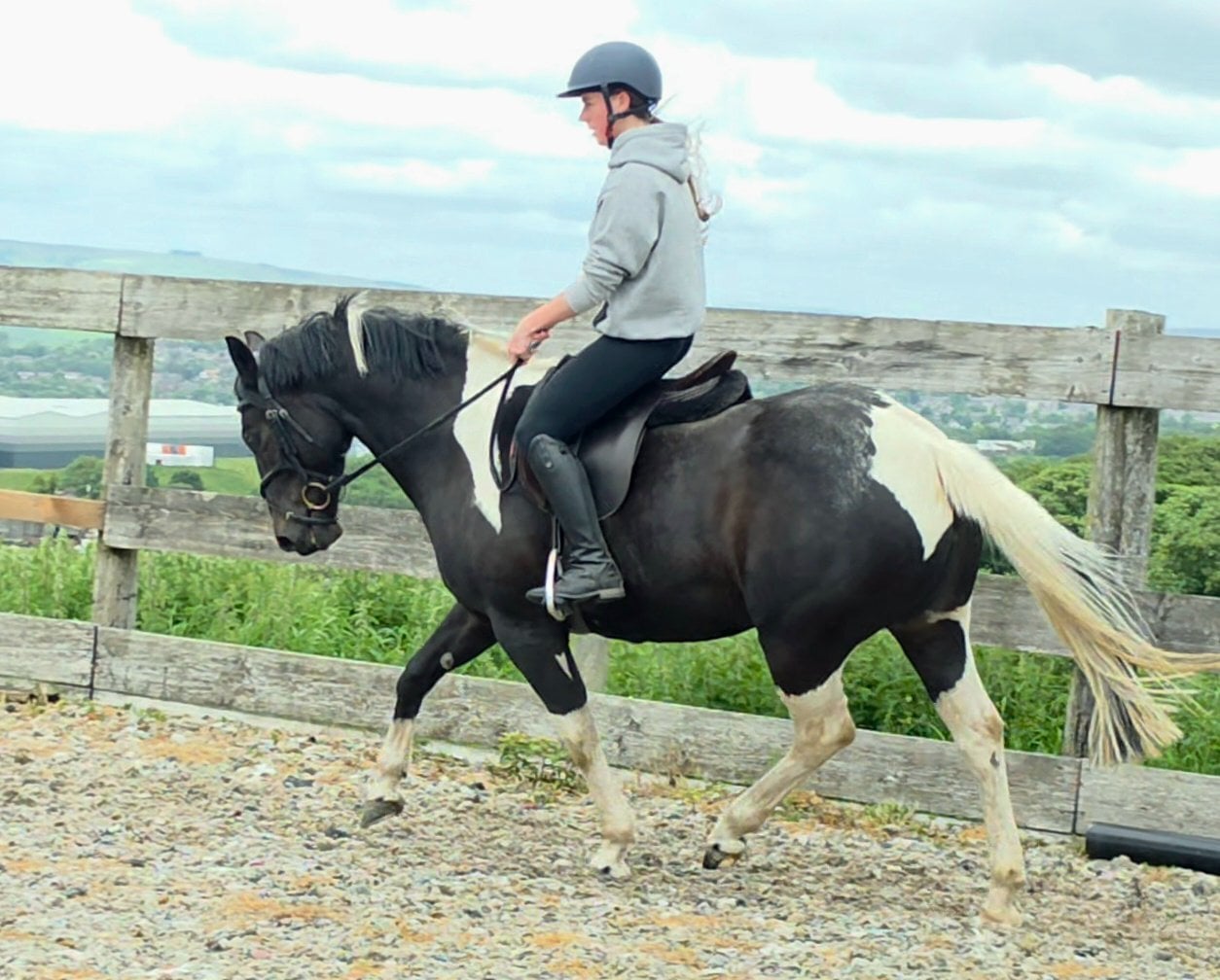 Burnley "Willow" Piebald Mare All Rounder