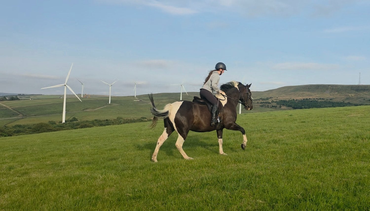 "Willow" Piebald Mare All Rounder - Horses