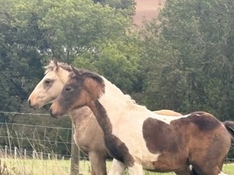"Penpont Dazzler "  Filly Youngstock / Foal