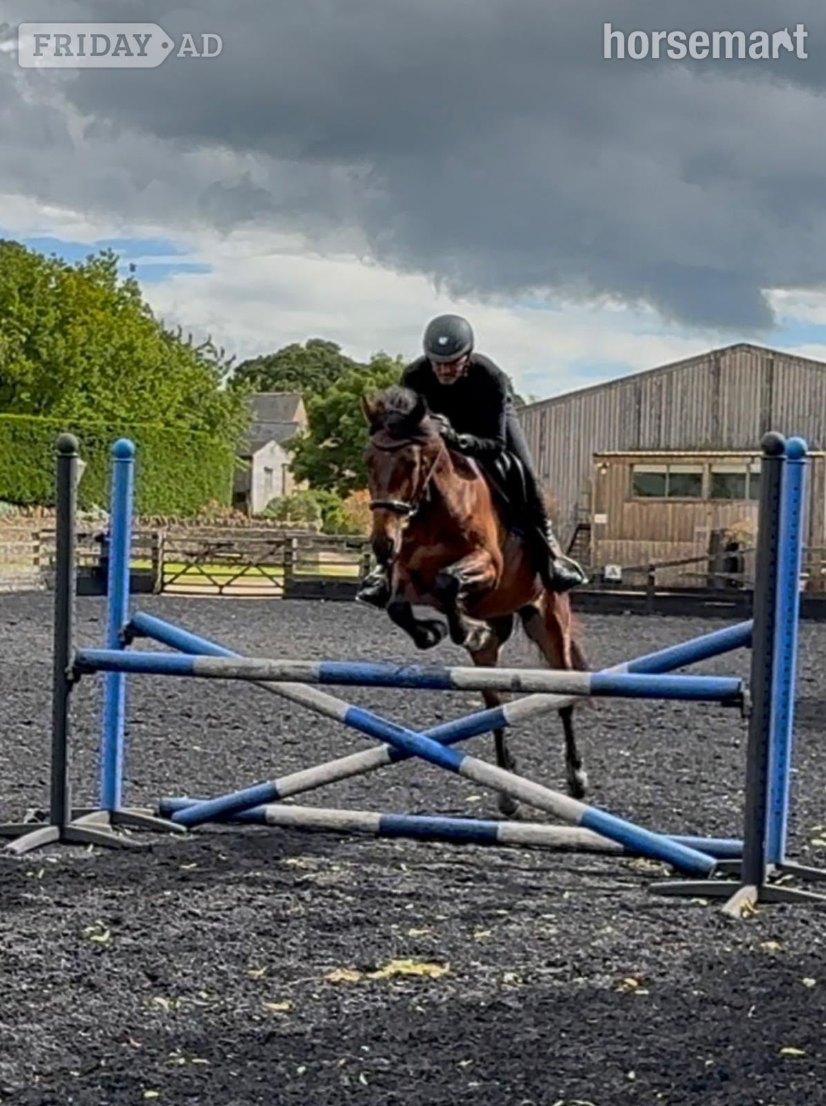 "Bobby" Bay Gelding Eventer in Churchill