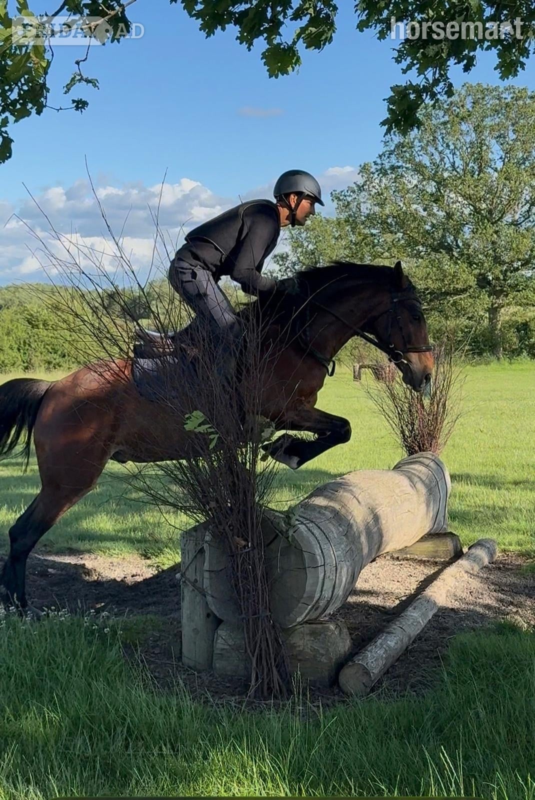 "Bobby" Bay Gelding Eventer