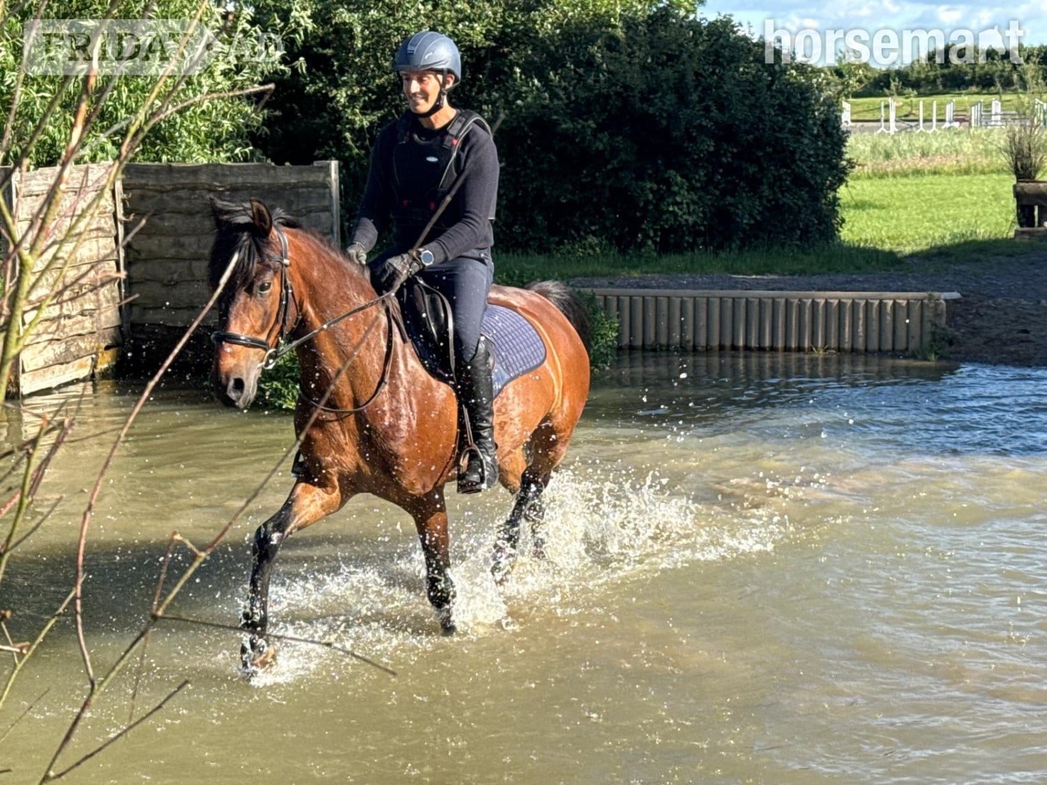 Churchill "Bobby" Bay Gelding Eventer