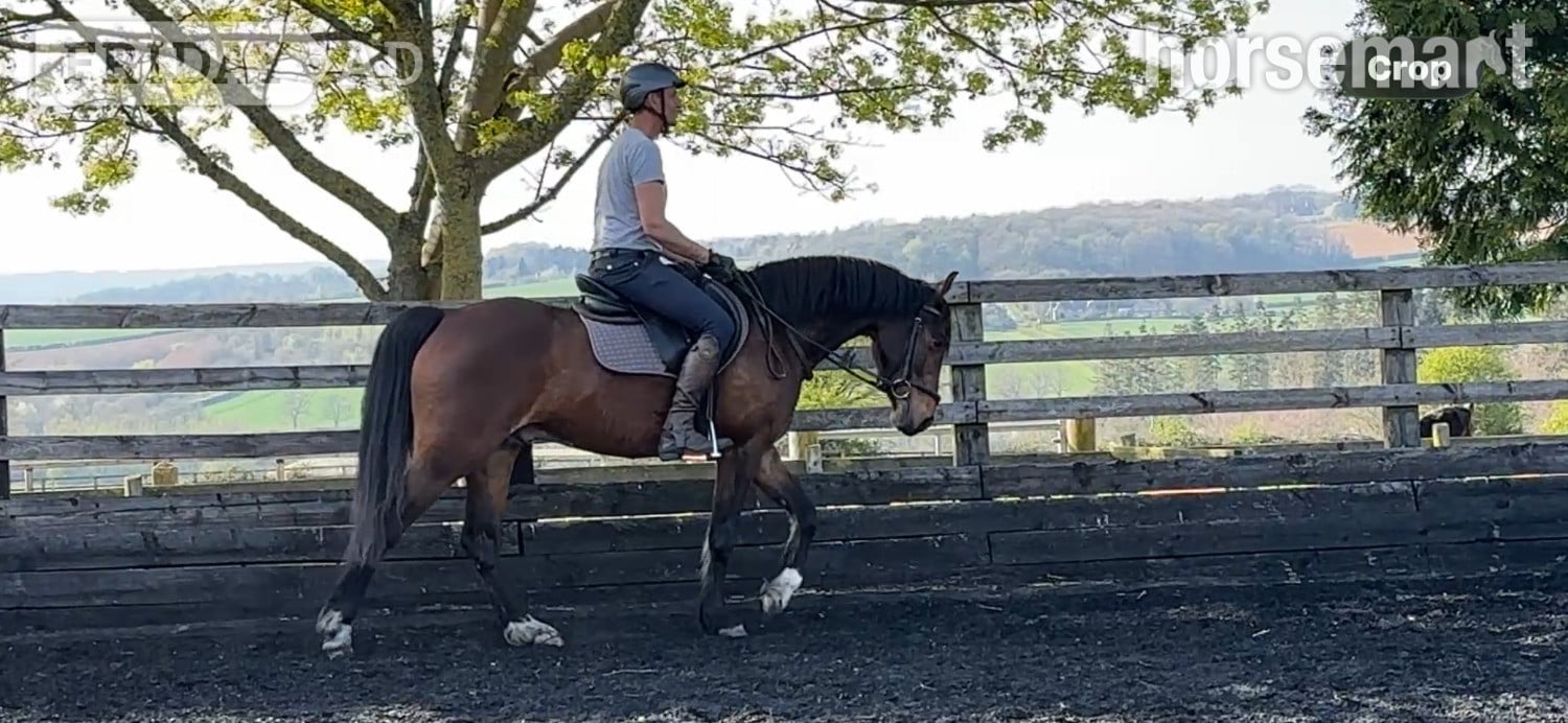 "Bobby" Bay Gelding Eventer - Horses in Churchill