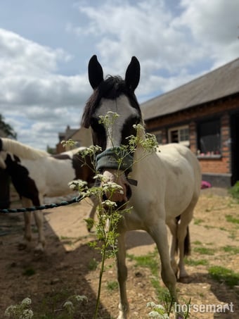 "Nobby " Piebald Gelding All Rounder