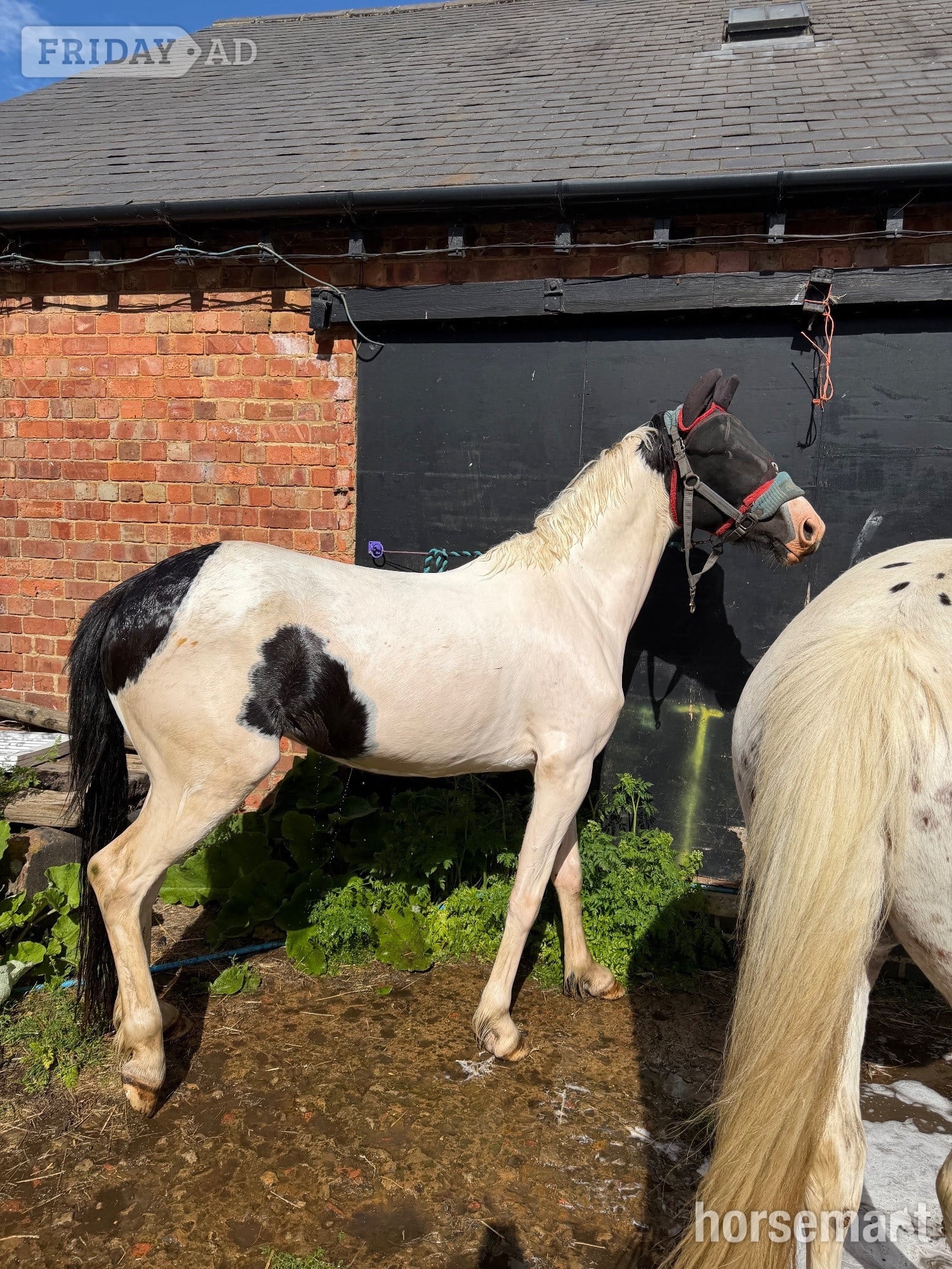 "Nobby " Piebald Gelding All Rounder