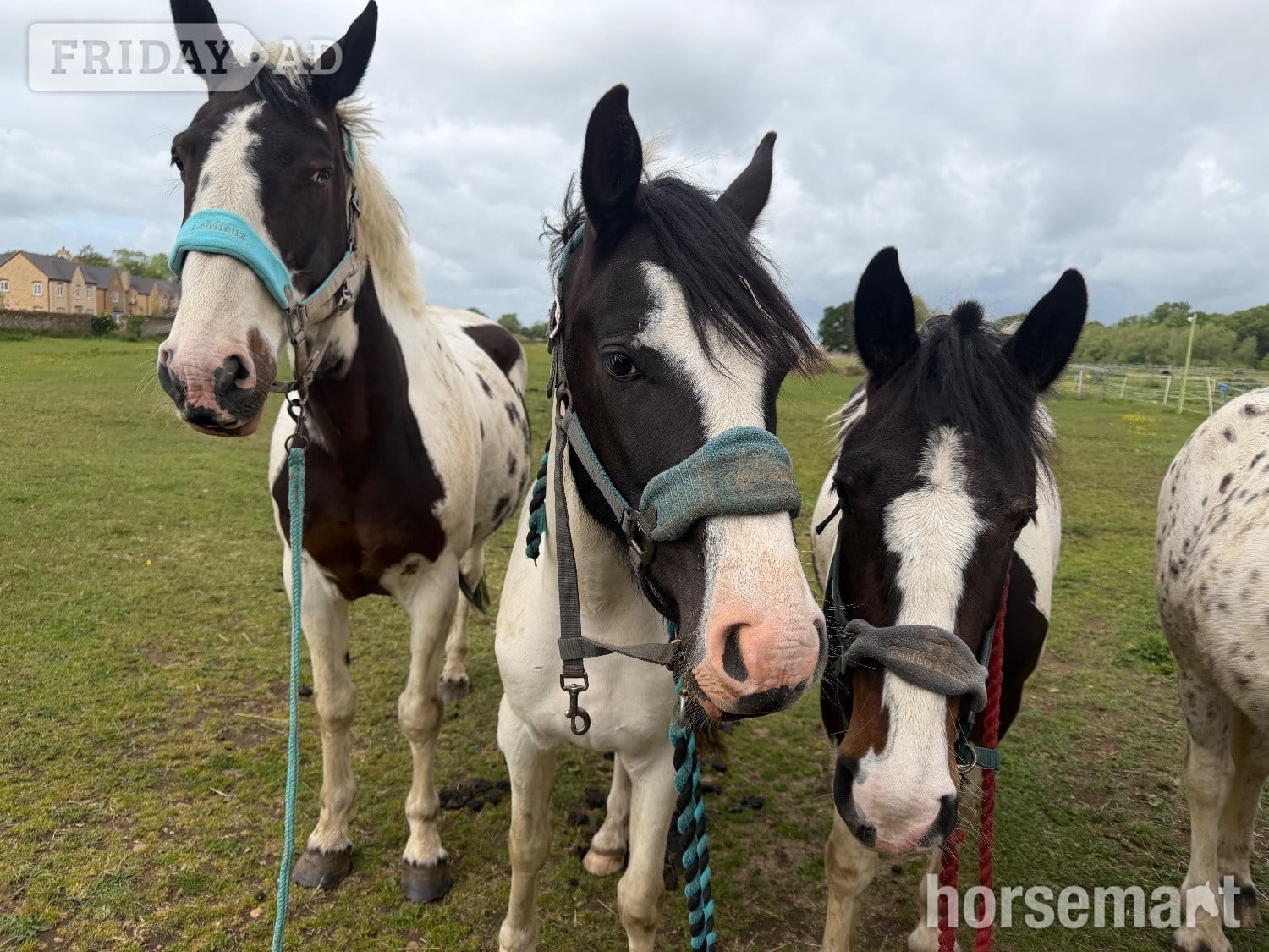 Northampton "Nobby " Piebald Gelding All Rounder