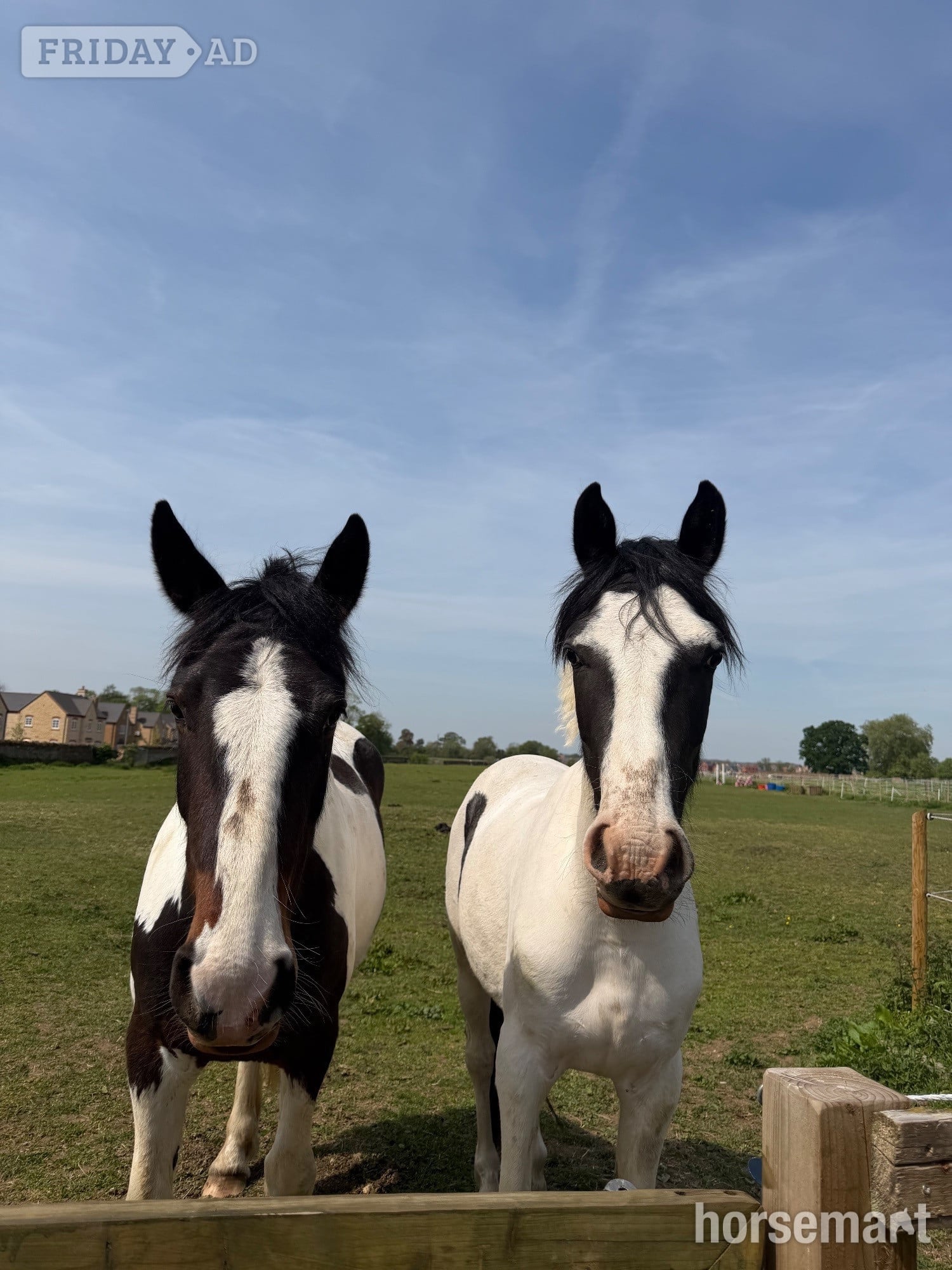 "Nobby " Piebald Gelding All Rounder - Horses in Northampton