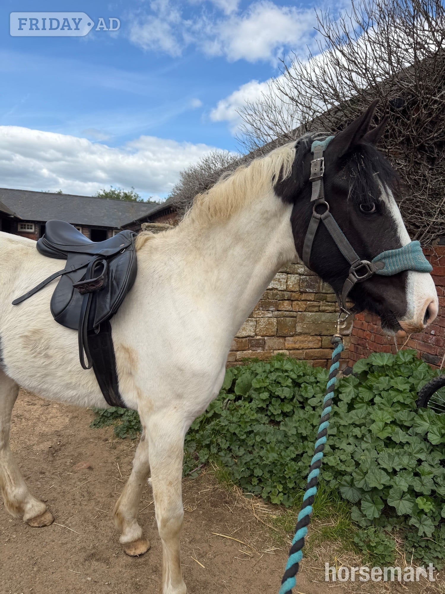 "Nobby " Piebald Gelding All Rounder - Horses
