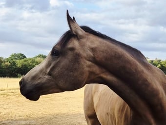 "Apollo" Buckskin Gelding Young Sport Horse