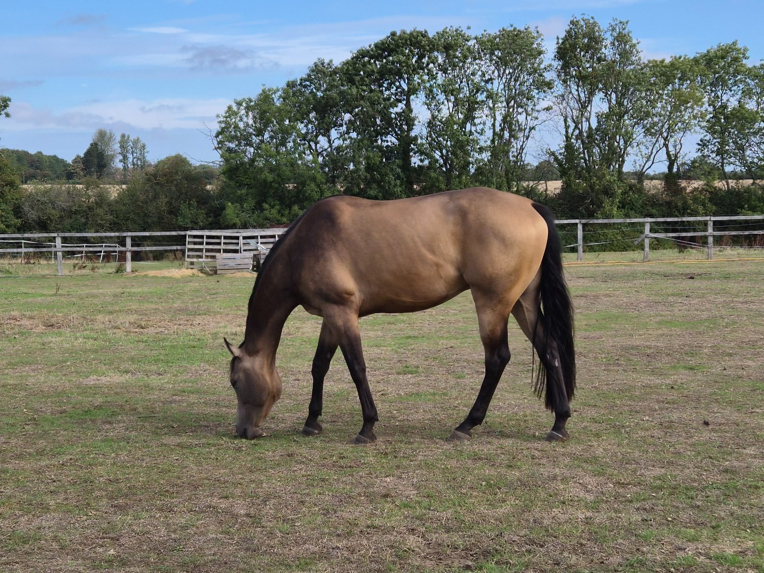 "Apollo" Buckskin Gelding Young Sport Horse