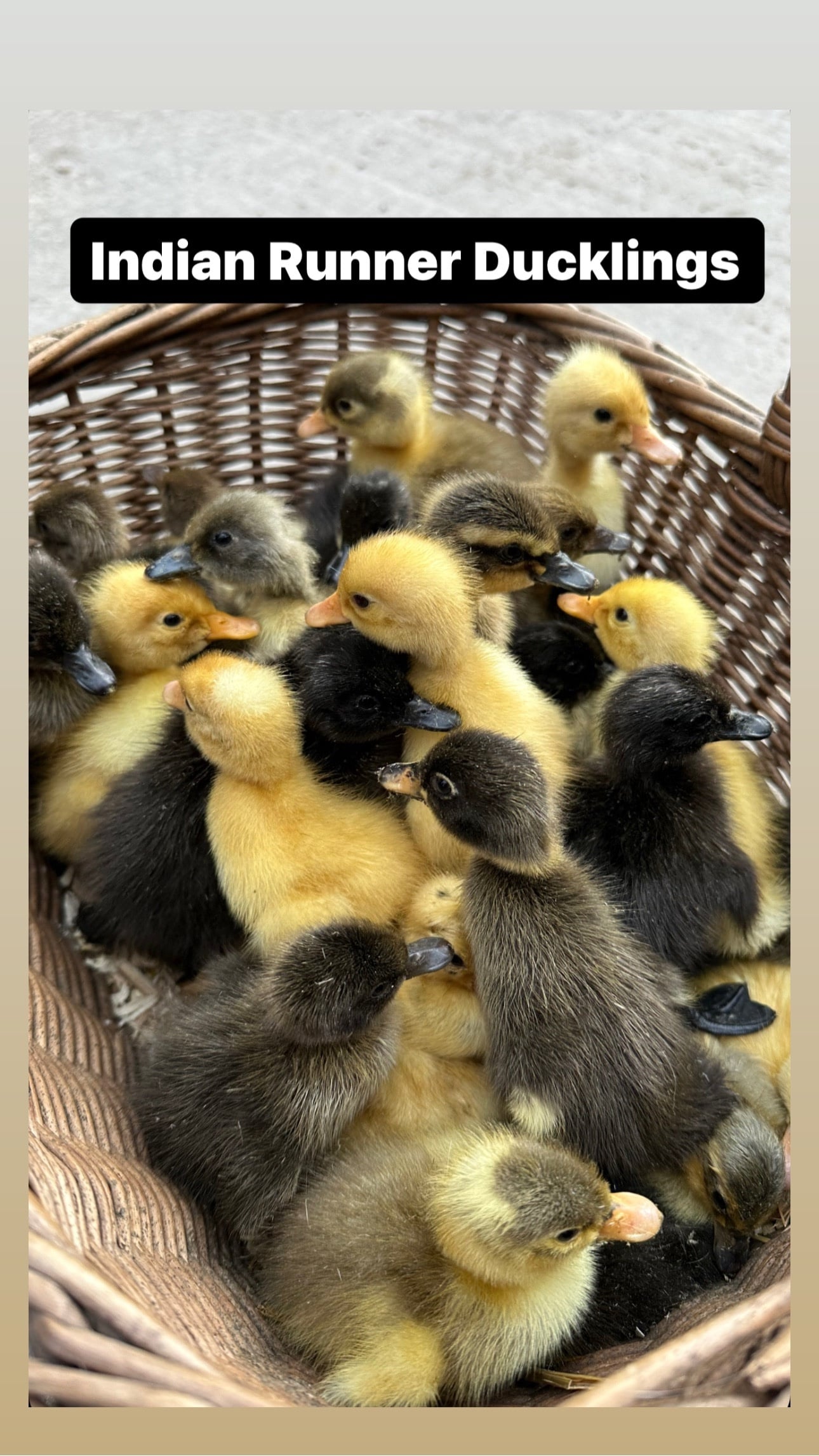 Swannington Ducks &amp; Ducklings in a range of breeds 