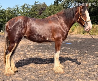 "Vera " Bay Filly Cob/Heavy Horse