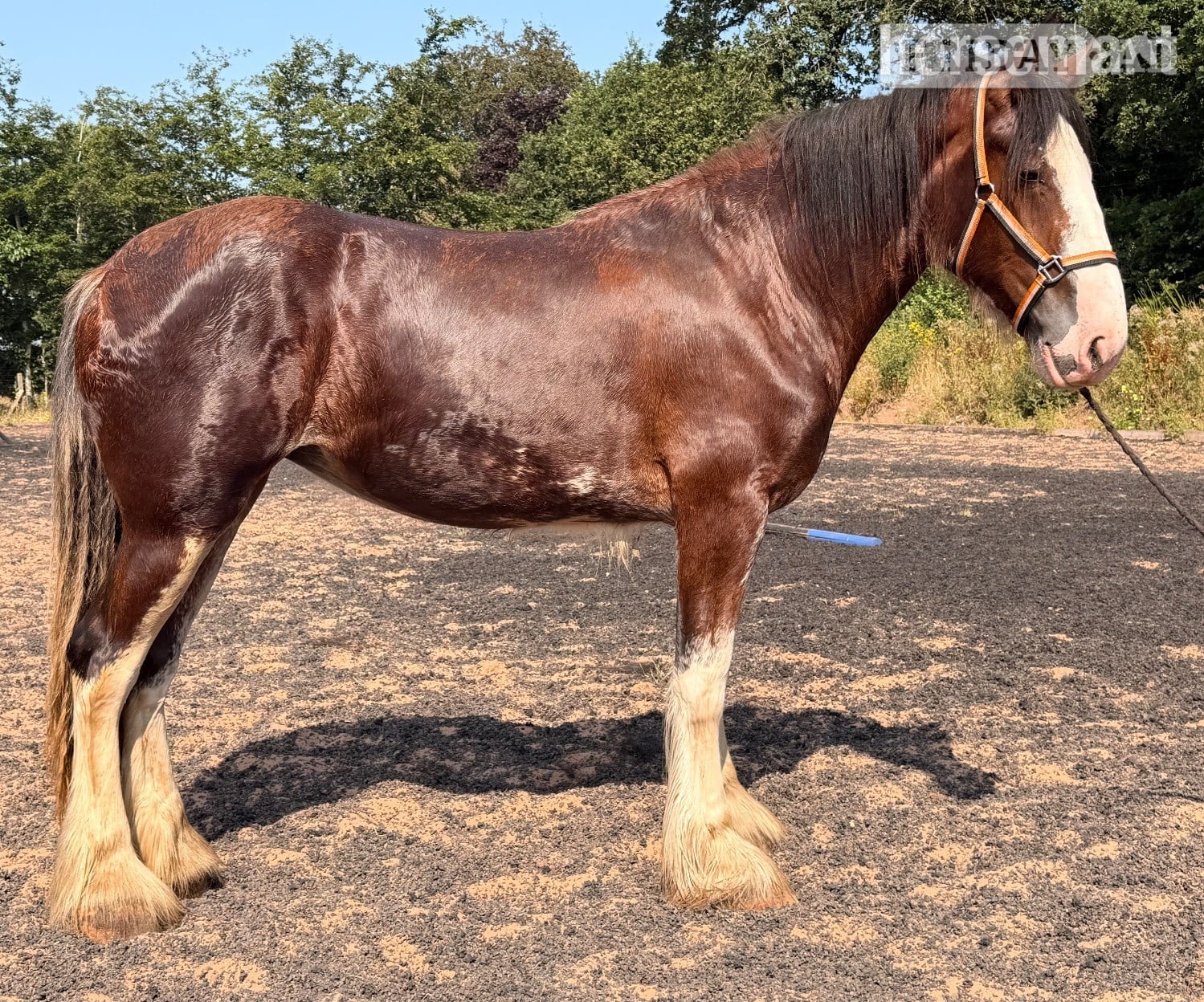 "Vera " Bay Filly Cob/Heavy Horse in Wolverhampton