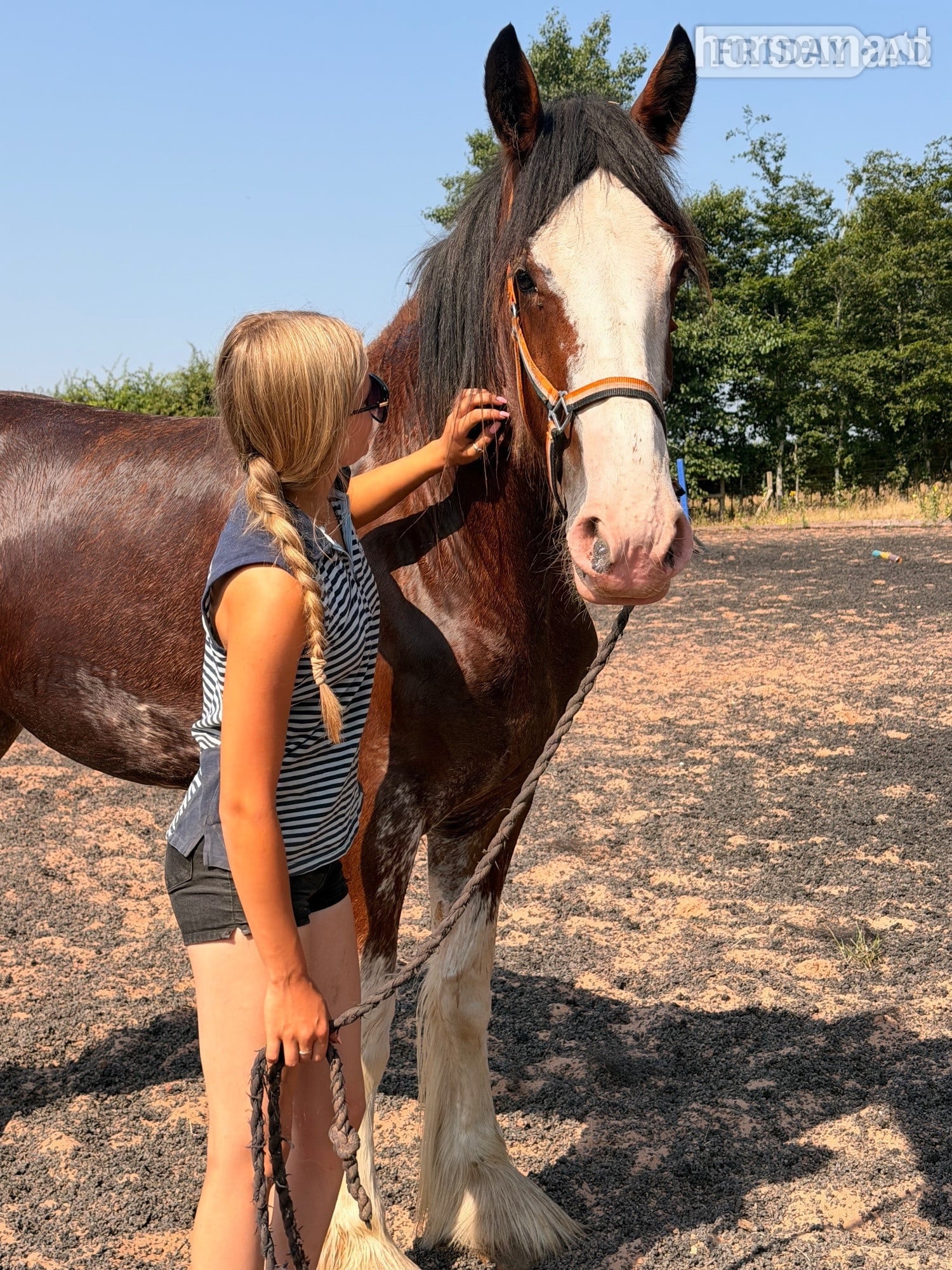 "Vera " Bay Filly Cob/Heavy Horse