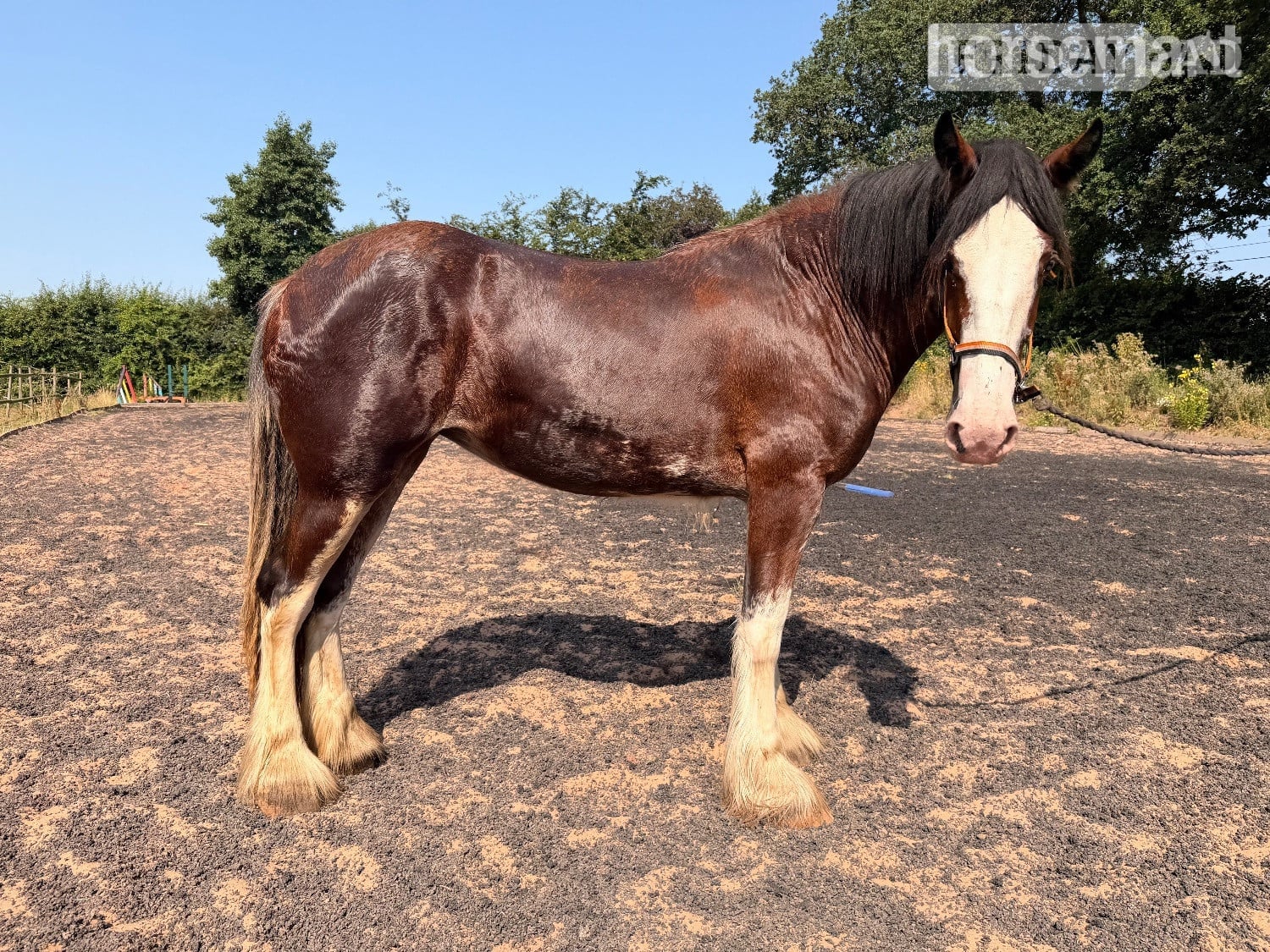 Wolverhampton "Vera " Bay Filly Cob/Heavy Horse