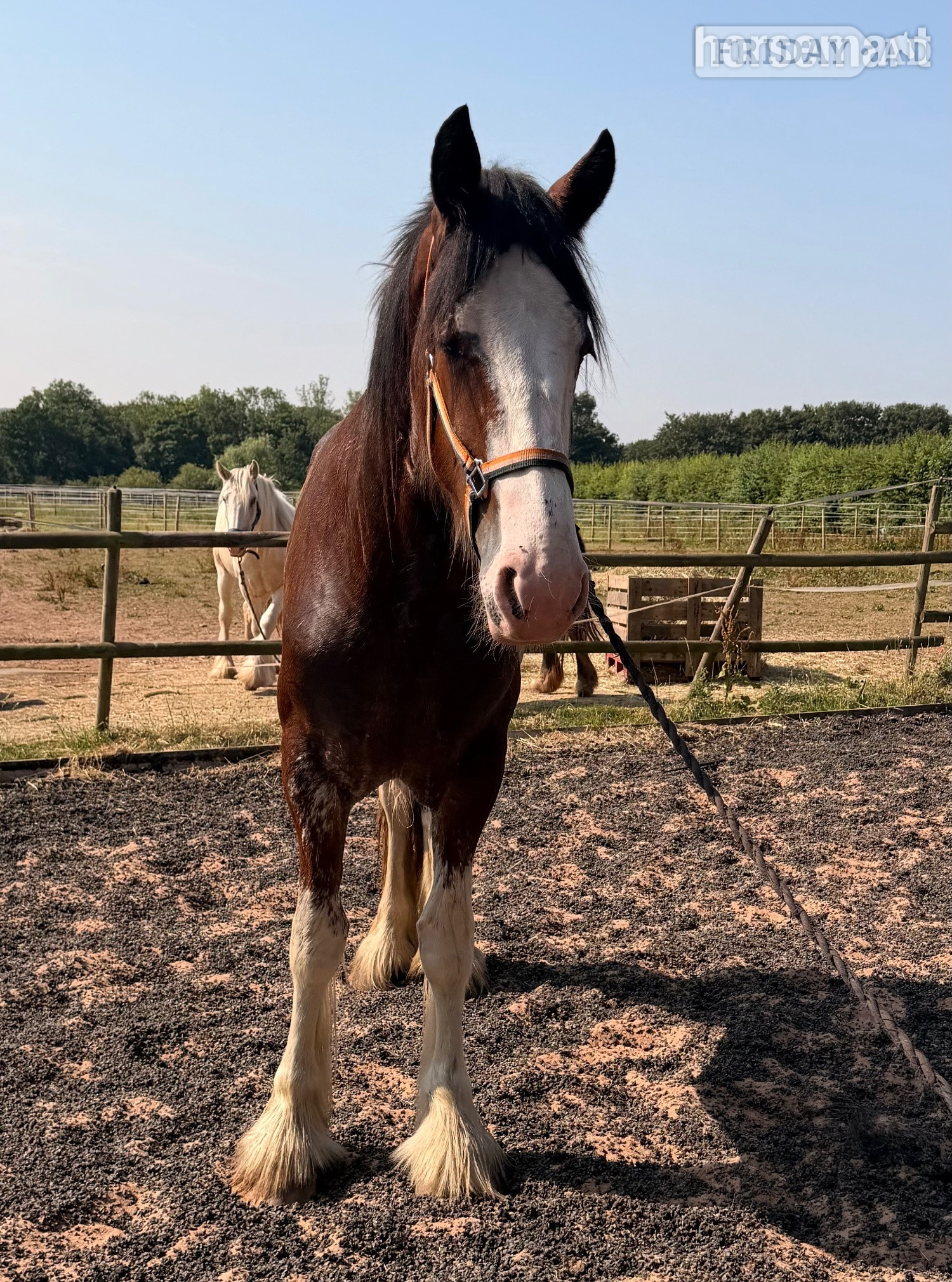 "Vera " Bay Filly Cob/Heavy Horse - Horses in Wolverhampton