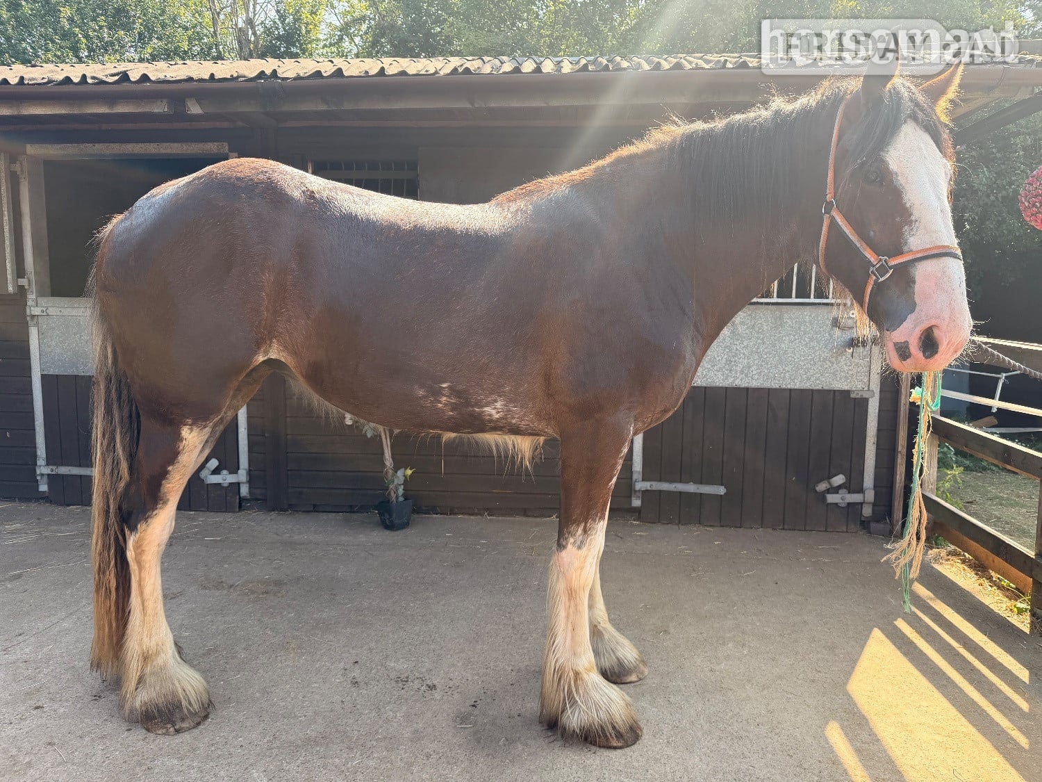 "Vera " Bay Filly Cob/Heavy Horse - Horses