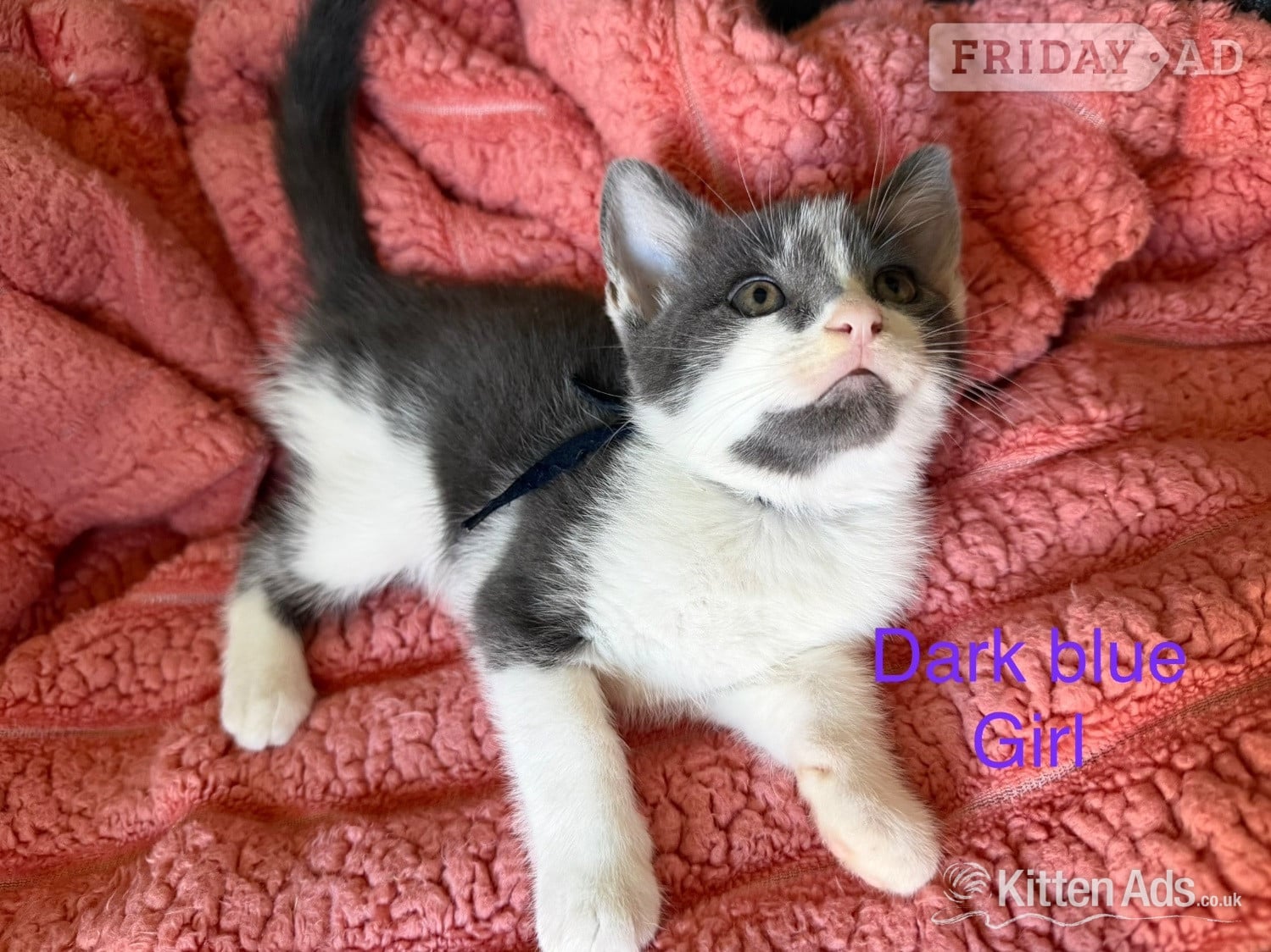 7 Beautiful kittens now ready to go  in Nottingham